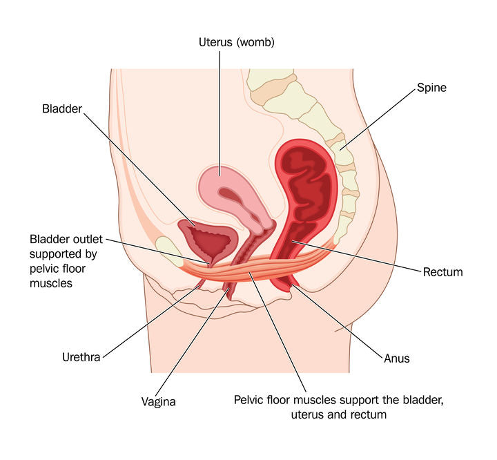 Are Kegel Exercises Important for Conception?