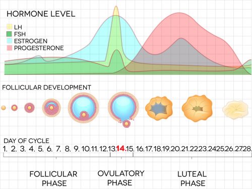 If I Missed My Period Does That Mean I Didn't Ovulate?