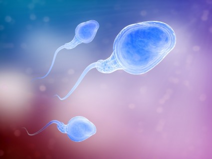 How Long Can Sperm Live Inside The Female Body?