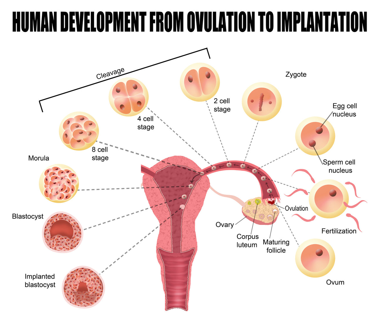 Ovulation and Getting Pregnant