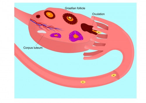 Can You Get Pregnant After Ovulation?