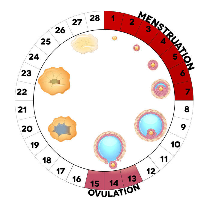 Why Is My Ovulation Test Positive For 2 Days In a Row?