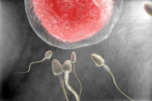 Does Abstinence Help to Improve Sperm Count?