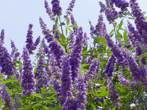 How can Vitex (Chaste berry) help me get pregnant?