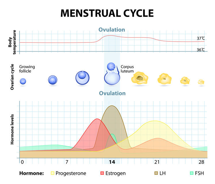 Negative Ovulation Test Results - When Should I Call The Dr?