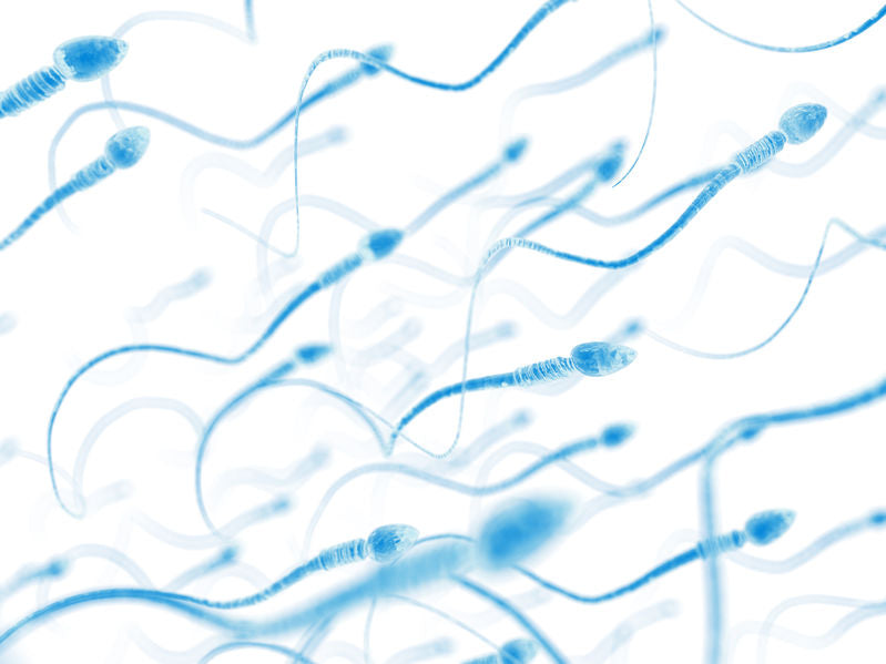 Improving Sperm Motility To Increase Chances of Getting Pregnant