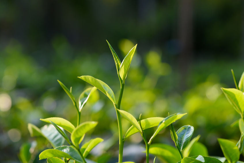 Can Drinking Green Tea Affect Your Fertility?