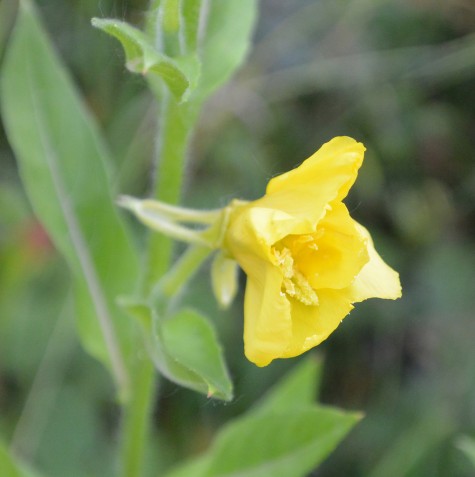 Evening Primrose Oil (EPO) - Its Role In Trying to Conceive