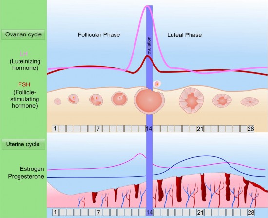 What is a Luteal Phase Defect or LPD?