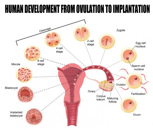 Implantation Bleeding After Conception  - When it Happens & What it Looks Like