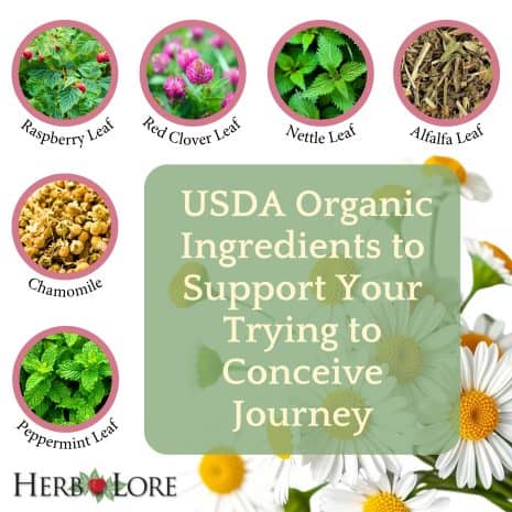 Herbs in Pre-Conception Tincture USDA organic herbal ingredients in Pre-Conception Tincture including raspberry leaf, red clover, nettle, alfalfa, chamomile, and peppermint